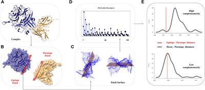 Quantitative Description of Surface Complementarity of Antibody-Antigen Interfaces